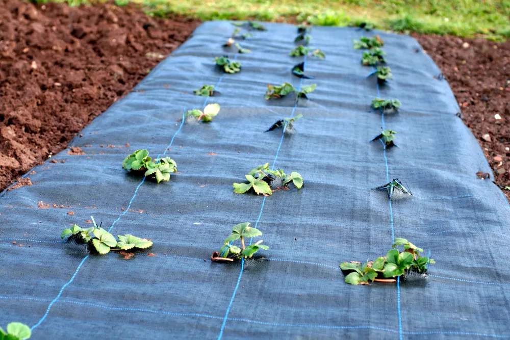 200 m² tissu de sol, bâche anti-mauvaises herbes, bâche de paillage 100 g, 2 m de large, noir
